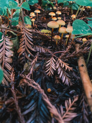 Wild mushrooms growing in nature amidst dark green sorrel