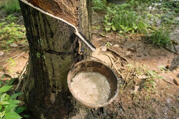 Natural latex from rubber trees in the garden
