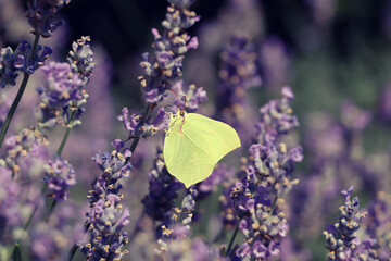 Beautiful butterfly in lavender field on sunny day, closeup