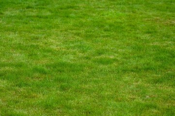 Beautiful green lawn with freshly mown grass as background
