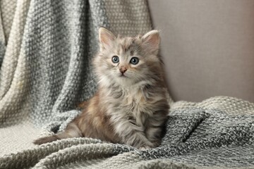 Fototapeta na wymiar Cute kitten on knitted blanket. Baby animal