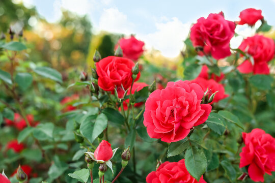 Beautiful blooming red roses on bush outdoors. Space for text