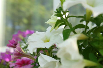 Beautiful blooming petunias near window outdoors, closeup