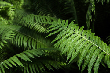 Beautiful fern with lush green leaves growing outdoors