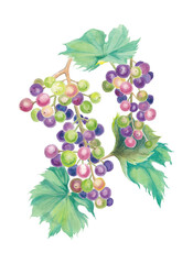hand painted watercolor illustration of grapes, isolated
