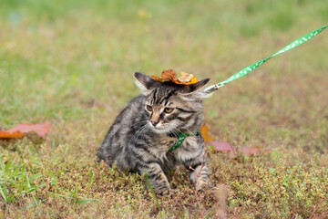 Funny little kitten in a walking harness. Pets walking outdoor autumn in park.