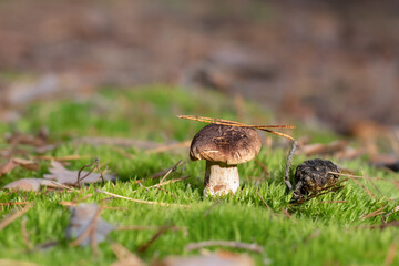 Mushrooms in the autumn forest. Autumn time in the forest.