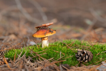 Mushrooms in the autumn forest. Autumn time in the forest.