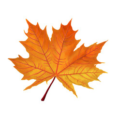 Watercolor painting maple leaf pattern.  
