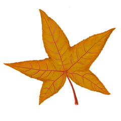 Watercolor painting maple leaf pattern.  
