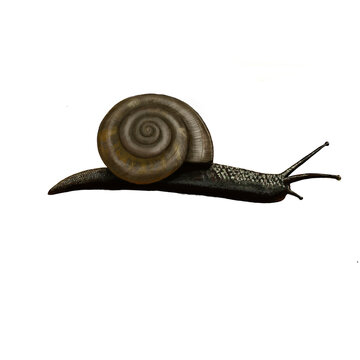 Watercolor Painting Land Snail Pattern.  
