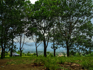 Obraz premium tree in the park