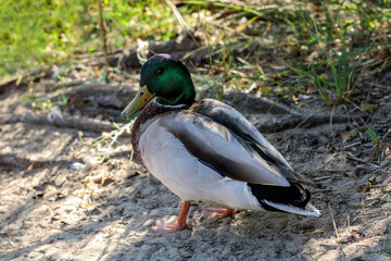 Mallard Drake