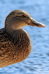 Mallard Hen