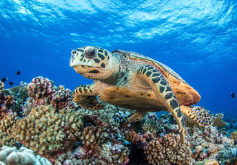 Naklejka na ściany i meble Hawksbill sea turtle