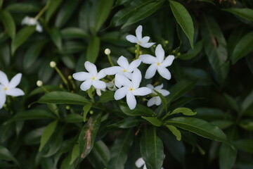 Tabernaemontana divaricata, commonly called pinwheel flower, crape jasmine, East India rosebay, and Nero's crown, is an evergreen shrub or small tree native to South Asia, Southeast Asia.