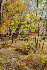 Naklejka premium autumn in the forest