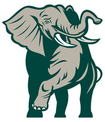 illustration of an african elephant charging attacking isolated on white.