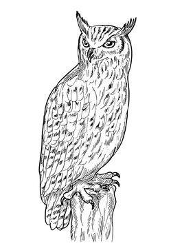hand sketch drawing illustration of an Eagle Owl done in black and white.