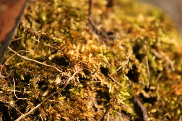 nature photo concept