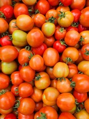 fresh tomatoes at the garden