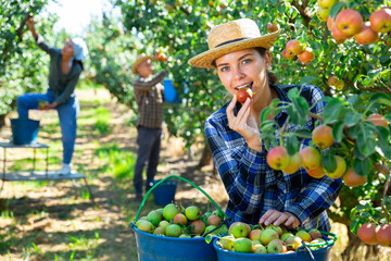 Three workers picking green and pink pears in garden. Girl biting pear.