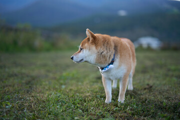 遠くを見つめる柴犬