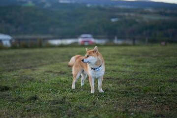 遠くに何かを見つけて見つめる柴犬