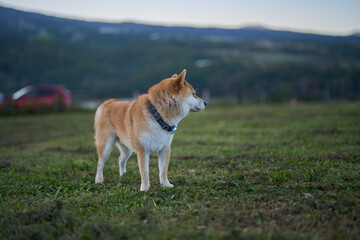 草原で何かを見つける柴犬