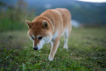 草原で匂いを嗅ぐ柴犬