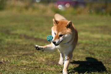 草原でボールと遊ぶ柴犬