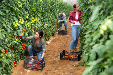 Girl, man and woman harvesting tomatoes in large orchard - obrazy, fototapety, plakaty
