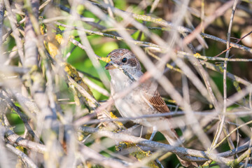 Juvenile Red-backed Shrike sitting on a tree branch.