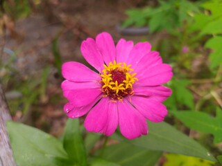 Obraz premium bee on a flowerfresh pink paper flowers growing in the garden