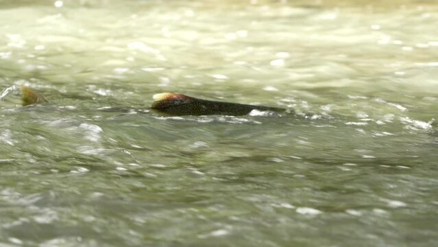 Chinook Salmon swimming up stream through rapids to spawn canada