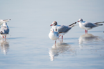 Flock of Seagulls, The European herring gull, swims on the calm lake shore