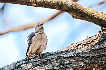 Brahminy Starling on a branch in nature