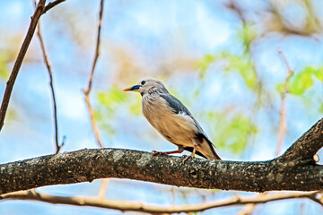 Brahminy Starling on a branch in nature