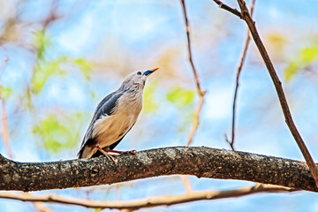 Brahminy Starling on a branch in nature
