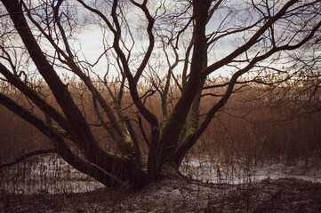 Tree silhouette on lake background at dusk