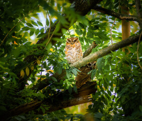 Búho entre los árboles