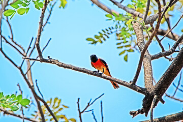 Scarlet Minivet on a branch