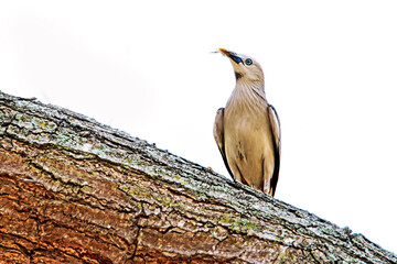 Brahminy Starling on a branch in nature