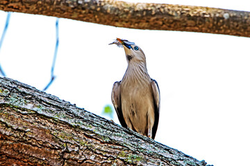 Brahminy Starling on a branch in nature