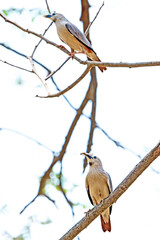 Brahminy Starling on a branch in nature