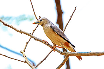 Brahminy Starling on a branch in nature