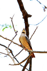 Brahminy Starling on a branch in nature