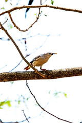 Brahminy Starling on a branch in nature