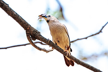 Brahminy Starling on a branch in nature