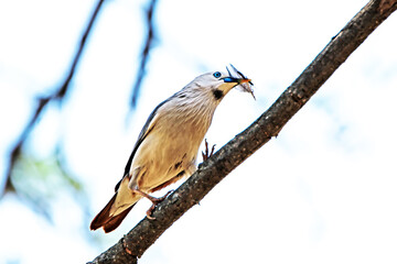 Brahminy Starling on a branch in nature